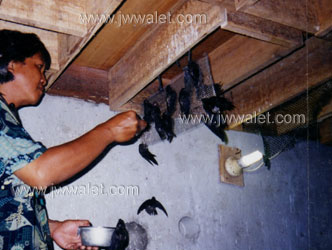 Ternak Walet (dari telor Walet - Burung Walet 1,5thn dilepas). Papan sirip pancing. Burung Walet sedang diberi/dijuju makanan. Lokasi Cirebon, Jawa Barat